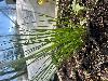 Chives - Fresh Cut